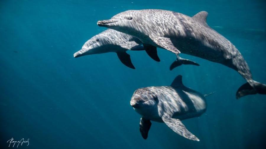 Bali ospita il primo centro per il recupero dei delfini tenuti in cattività: “Li aiutiamo a tornare liberi” - La Stampa